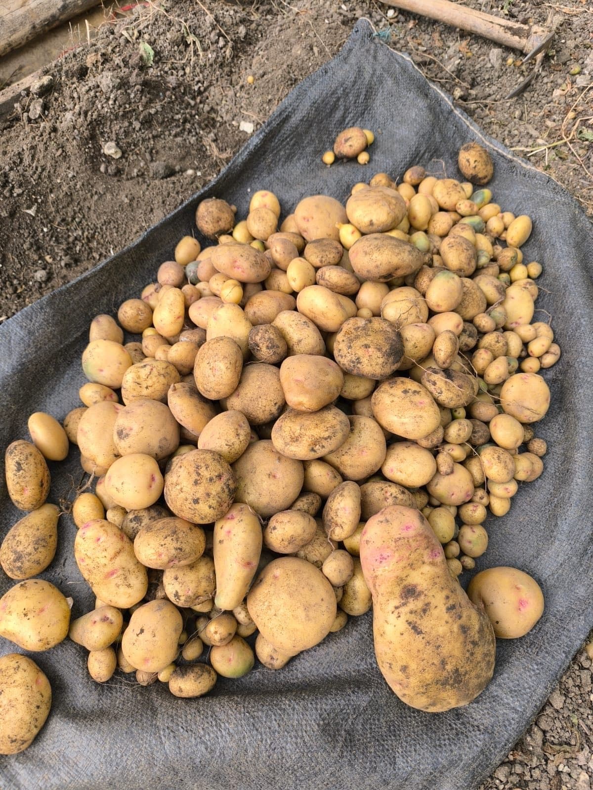 Semillas y mejoramiento genético para agricultura familiar