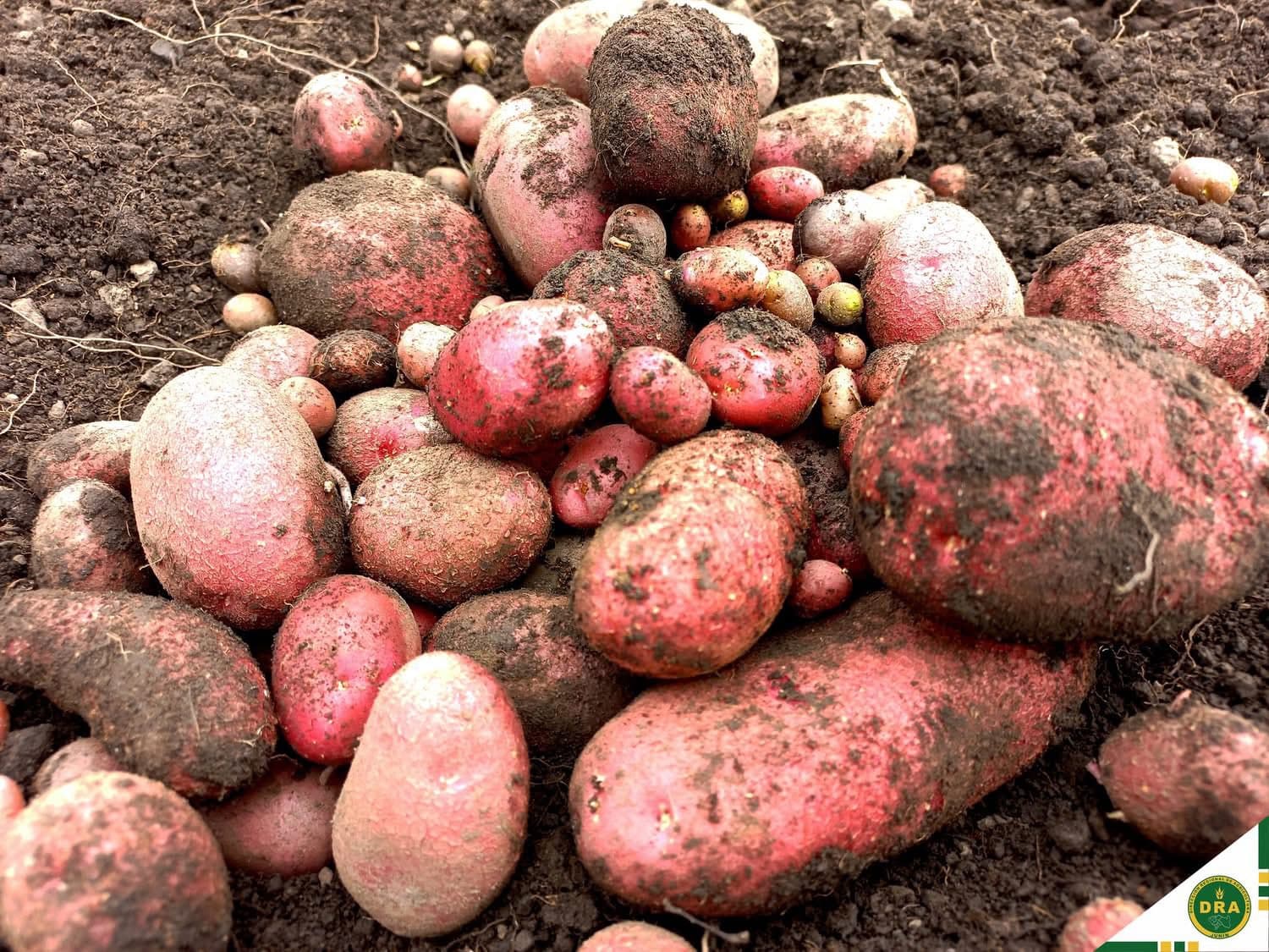 Semilla pre-básica de papa - modelo APASAC